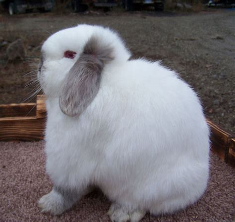 Holland Lop Colors Pointed White