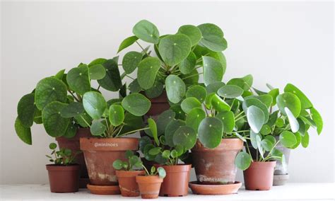 Pilea Peperomioides Part 1 Taking Care Of A Pilea — Nininoes Chinese Money Plant Money