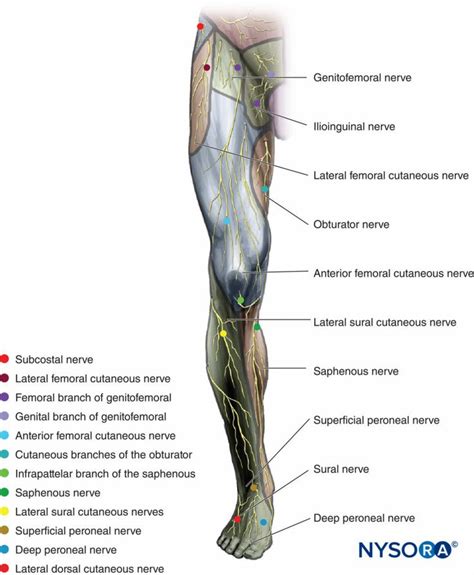 Lateral Femoral Cutaneous Nerve Block