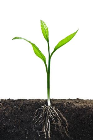 We did not find results for: Biofertilizer Technology for Enhanced Plant Growth ...