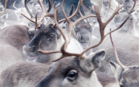 Reindeer Minimal Sky 5k Wallpaper Photos