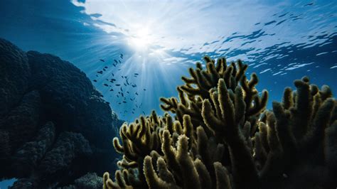 Faune et flore aquatique en 2020
