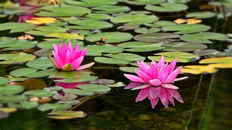 Water Lily Flower Petals Pink Green Leaves Pond 4k Hd Flowers