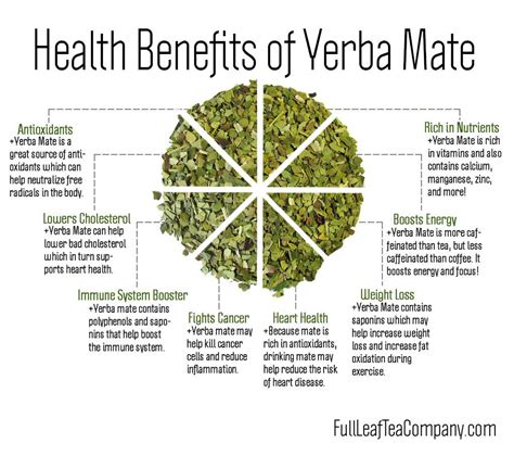 What Is Yerba Mate 8 Health Benefits Full Leaf Tea Company