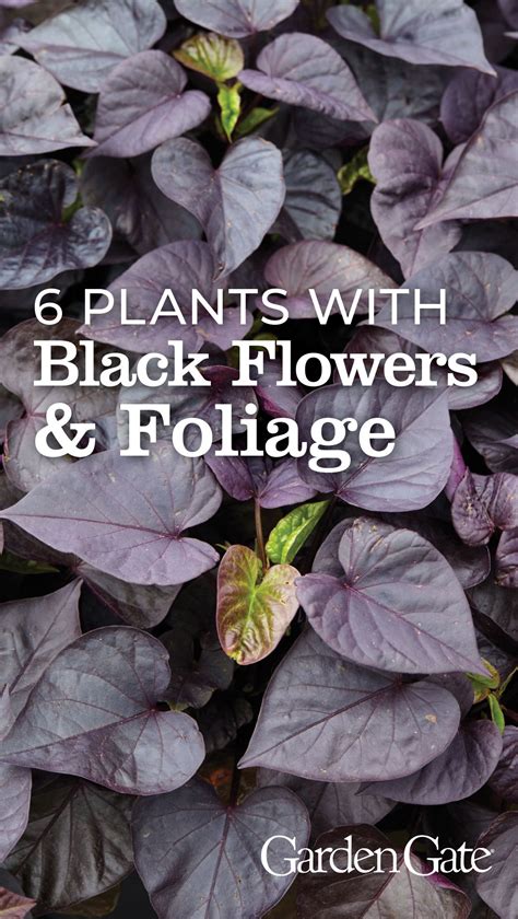 Black Flowers Foliage Artofit