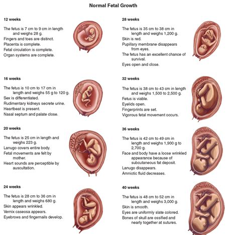 Fetus Development Stages Month By Month