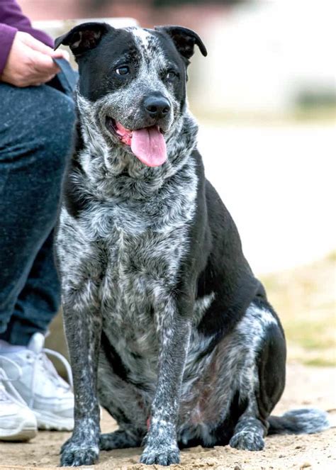 Pit Heeler Pitbull Blue Heeler Mix Info Pictures Facts FAQs More Cenoger