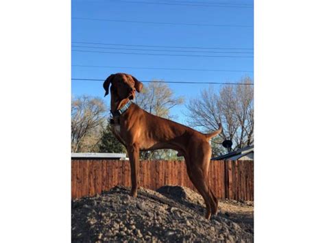 Click here to be notified when new vizsla puppies are listed. Six weeks old male Vizsla puppy in Mountain Home, Idaho - Puppies for Sale Near Me