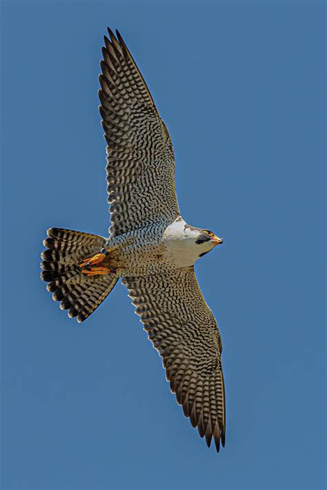 Peregrine Falcon In Flight 5 Photograph By Morris Finkelstein Pixels