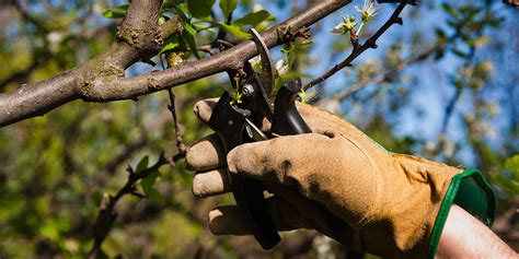 8 Ways To Protect Your Trees Before Heading Into Winter