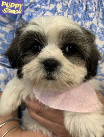 If you are looking to adopt or buy a shih tzu take a look here! Puppy Shack - Puppies for sale Brisbane, Queensland ...