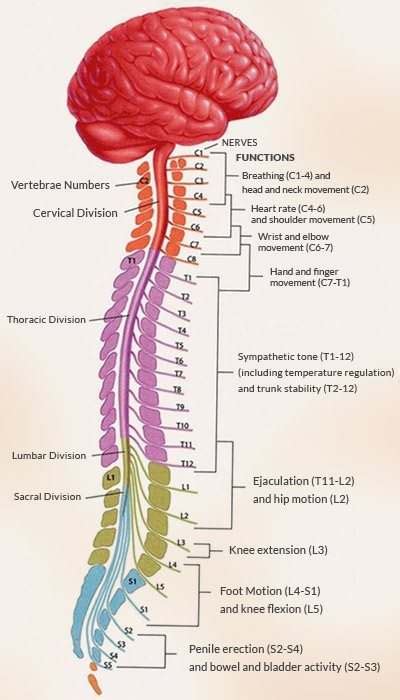 With backbone.js we keep our application organized and structured which in a sense forces us to avoid writing messy spaghetti code. Spinal cord diagram