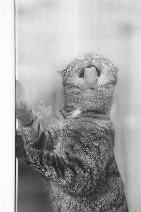 Lovely Pictures Of Cats In Black And White 19 Fubiz Media