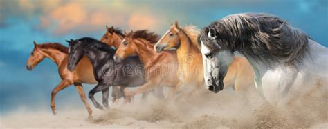 Horses Portrait In Motion Stock Photo Image Of Isolated 80141316