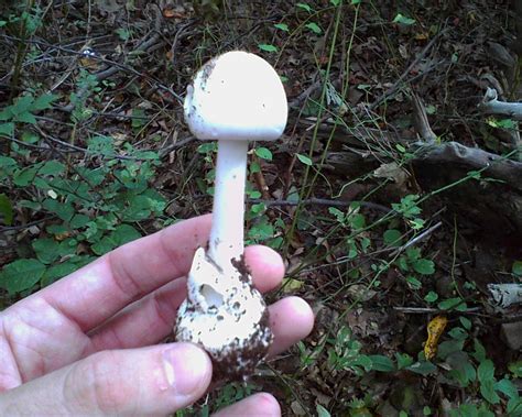 Think I Found A Destroying Angel Mushroom Hunting And Identification