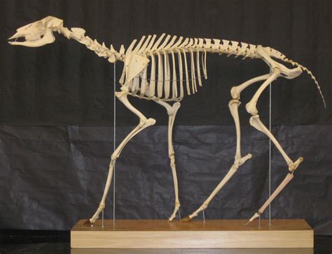 Pin By M On Reference Deer Skeleton Animal Skeletons Animal Drawings