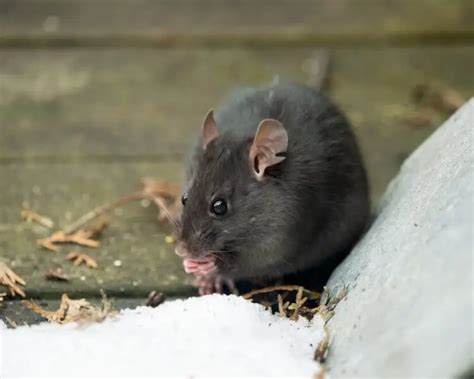 Black Rat Facts Diet Habitat And Pictures On Animaliabio