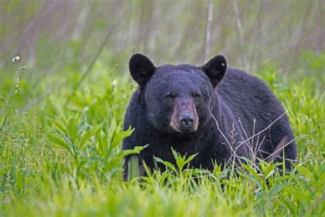 Most Dangerous Animals In Utah The Advocates