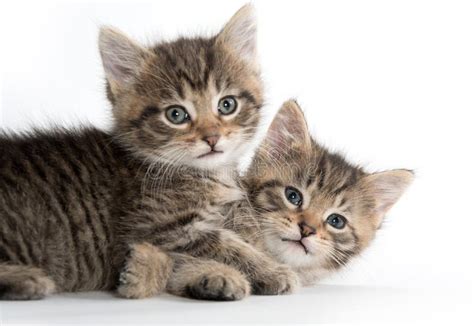Two Cute Kittens Playing Stock Image Image Of Adorable 96950635