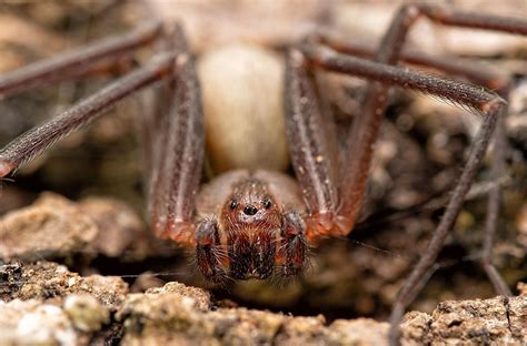 The Definitive Guide To Top Deadliest Spiders In Australia Vrogue