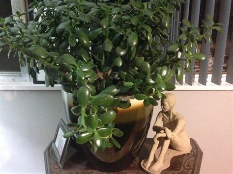 Ask A Question Forum Jade Plant With Drooping Branches Help