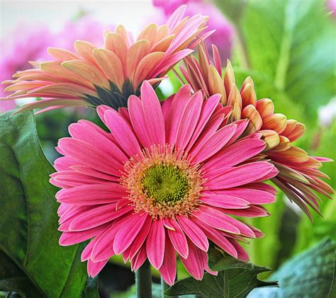 Flower Pink Daisy Free Stock Photo Public Domain Pictures