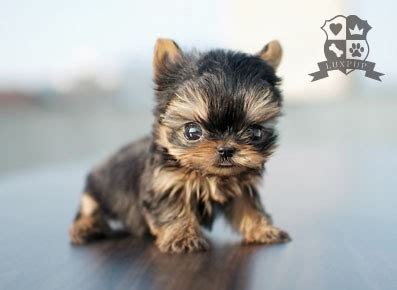 Maybe you would like to learn more about one of these? My Pinterest Interests: Unreal Cute Tea Cup Puppy "Fall ...