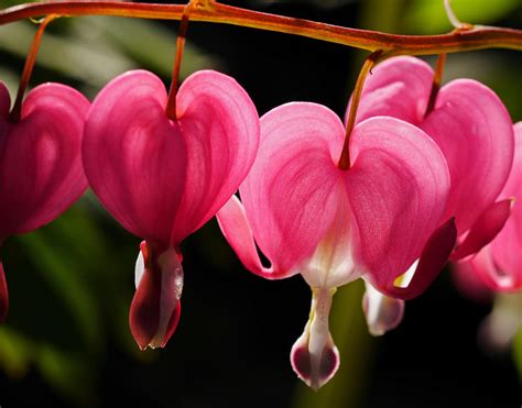 Free Stock Photo Of Beautiful Bleeding Heart Bloom