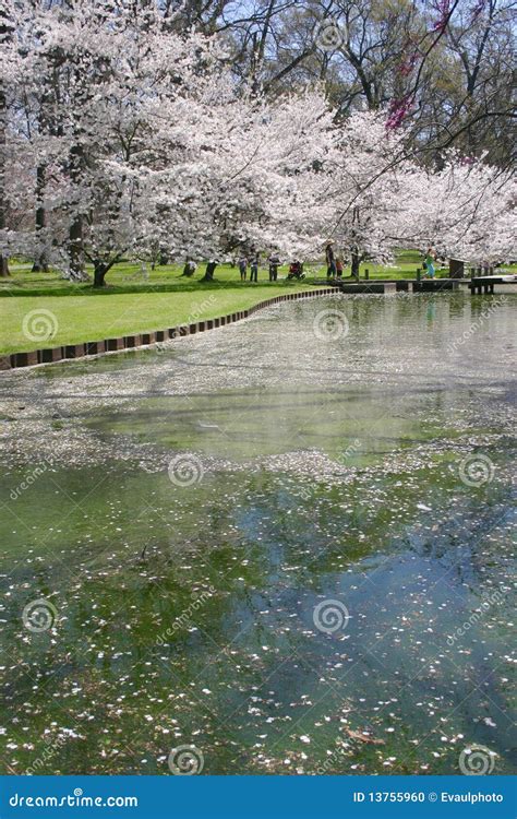 Spring Reflection Stock Photo Image Of Water Outing 13755960