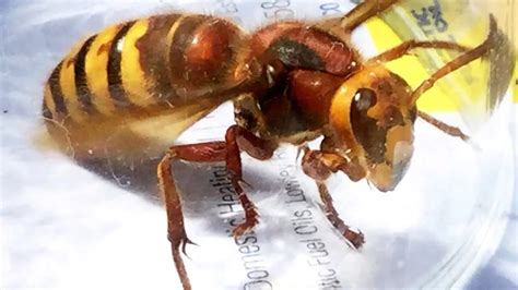 Killer Asian Hornets Invade Britain In Record Numbers As Beekeepers Fight Back Mirror Online