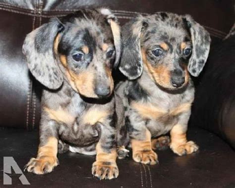 Dachshund Puppies For Sale Petsidi