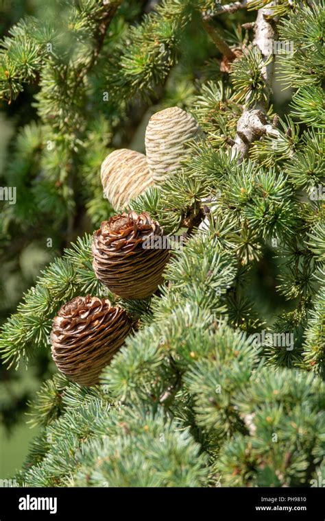 Himalayan Cedar Or Deodar Cedar Tree With Female And Male Cones