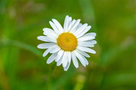 Close Up Of A Marguerite Flower In Bright Sunlight Stock Photo Image