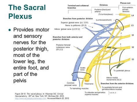 Accessphysiotherapy Lumbar And Sacral Plexus With Clinical Cases