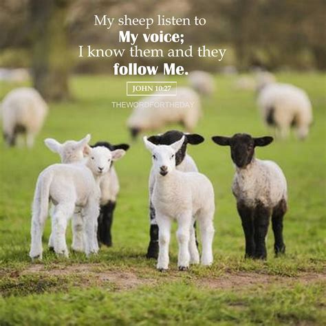 Bible Sheep Quotes Pin On Inspiration Positive Quotes Words Of