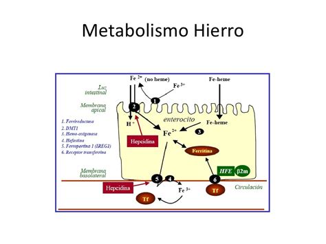 Metabolismo Hierro
