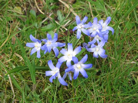 Heidi L Arnold Early Spring Blue Flowering Bulbs Blue Flowered