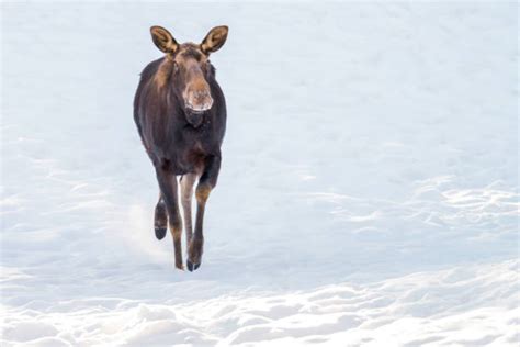 530 Moose Running Stock Photos Pictures And Royalty Free Images Istock