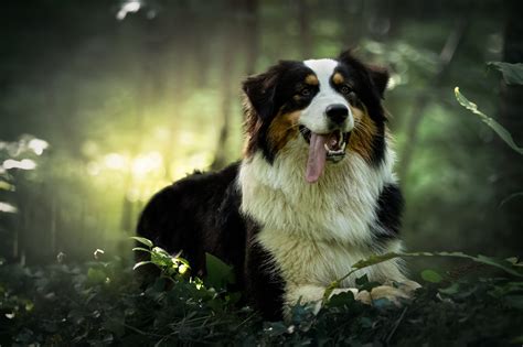 Bernese Mountain Dog In The Forest Hd Wallpaper Background Image