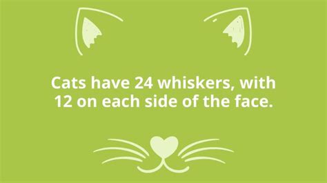 25 Cat Facts For Kids That Are Purrrfect For All Ages