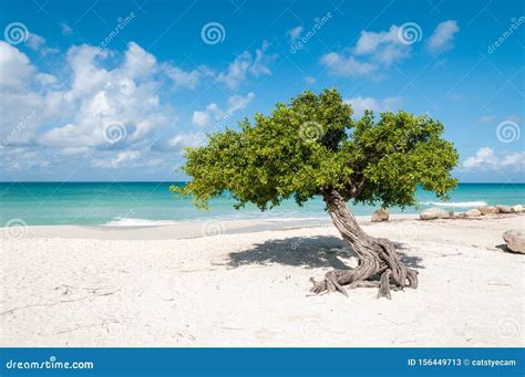 Divi Divi Tree On Eagle Beach Aruba Stock Image Image Of Nature
