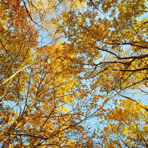 Branches And Yellow Autumn Leaves Against The Blue Sky Stock Image