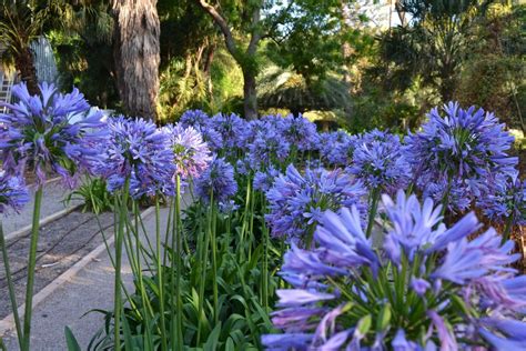 Agapanthus Africanus O Agapanto Cultivo Y Cuidados