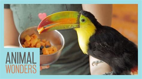 Baby Toucans New Home Youtube