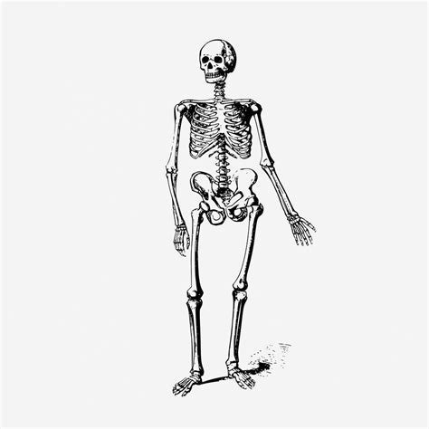 Vintage Human Skeleton Anatomy Illustration Free Photo Illustration