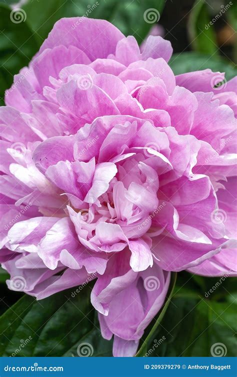 Peony Pink Parfait Paeonia Lactiflora Stock Image Image Of Garden