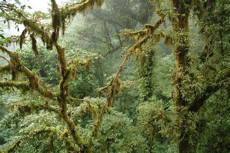 Tropical Cloud Forest Stock Image C0016121 Science Photo Library