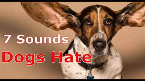 7 Sounds Dogs Hate To Hear Sounds That Make Dogs Go Crazy Youtube
