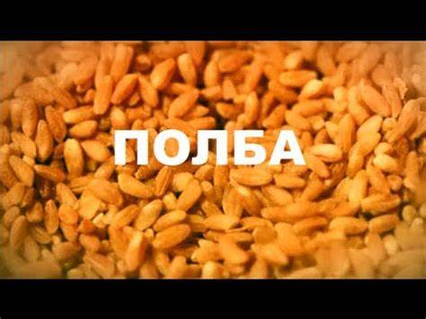 Полба каша диета Забытая реальность — Полба – каша «из сказки» Забытая реальность — Полба – каша «из сказки» Полба каша диета