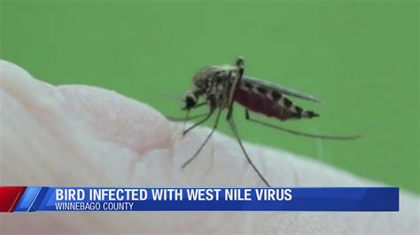 Bird In Rockford Tests Positive For West Nile Virus Youtube